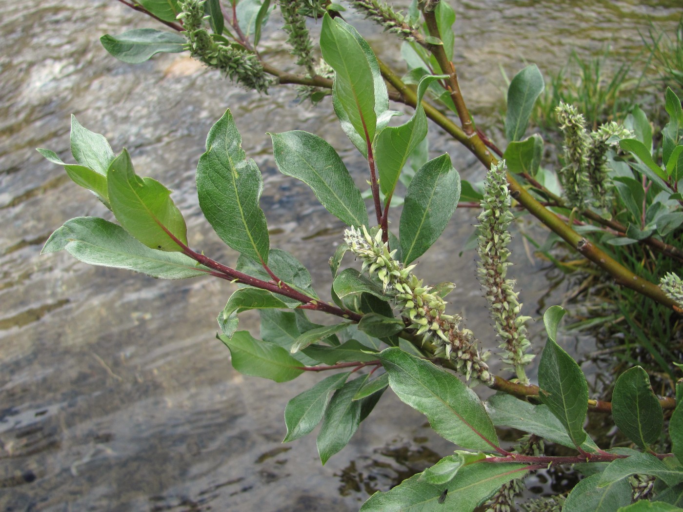 Изображение особи Salix pantosericea.