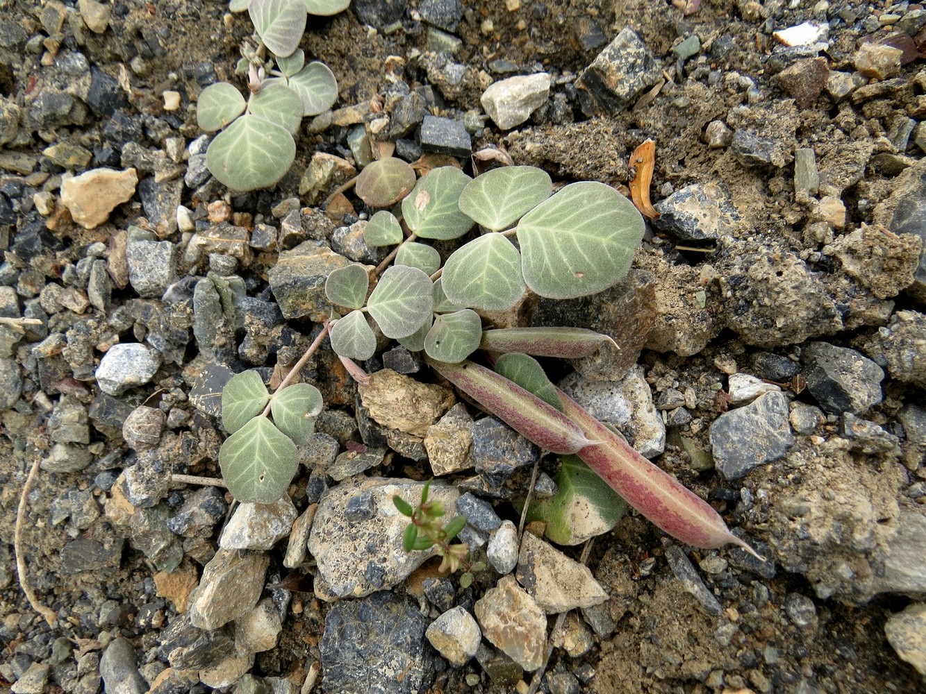 Image of Chesneya ternata specimen.