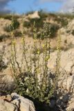 Verbascum undulatum. Цветущее растение. Крым, Севастополь, пустырь. 28.05.2020.