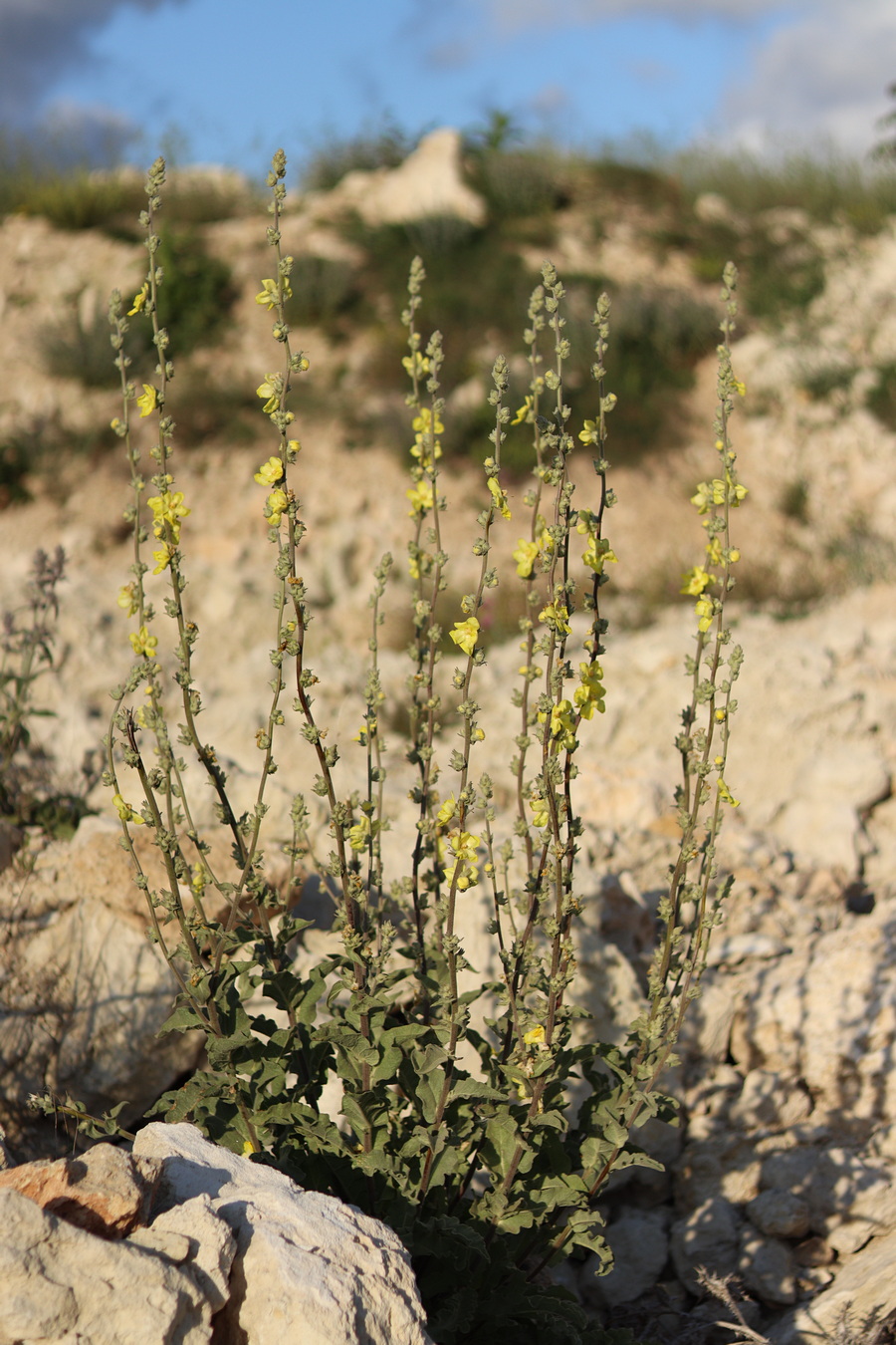 Изображение особи Verbascum undulatum.