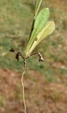 Crepis pulchra подвид turkestanica. Нижняя часть растения с корнем. Узбекистан, г. Ташкент, пос. Улугбек, санитарно-защитная зона. 26.05.2019.