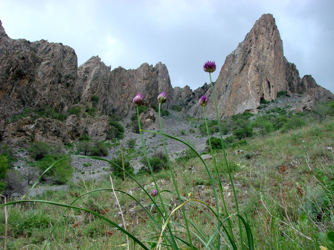 Image of Allium barsczewskii specimen.