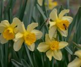 genus Narcissus