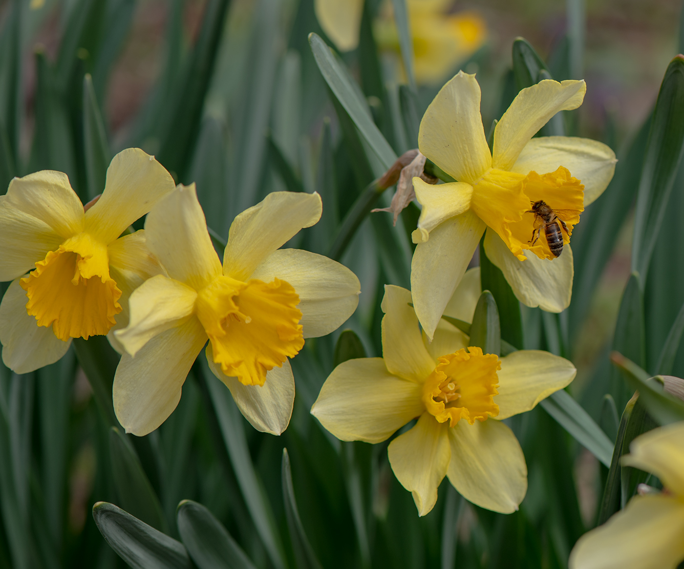 Image of genus Narcissus specimen.