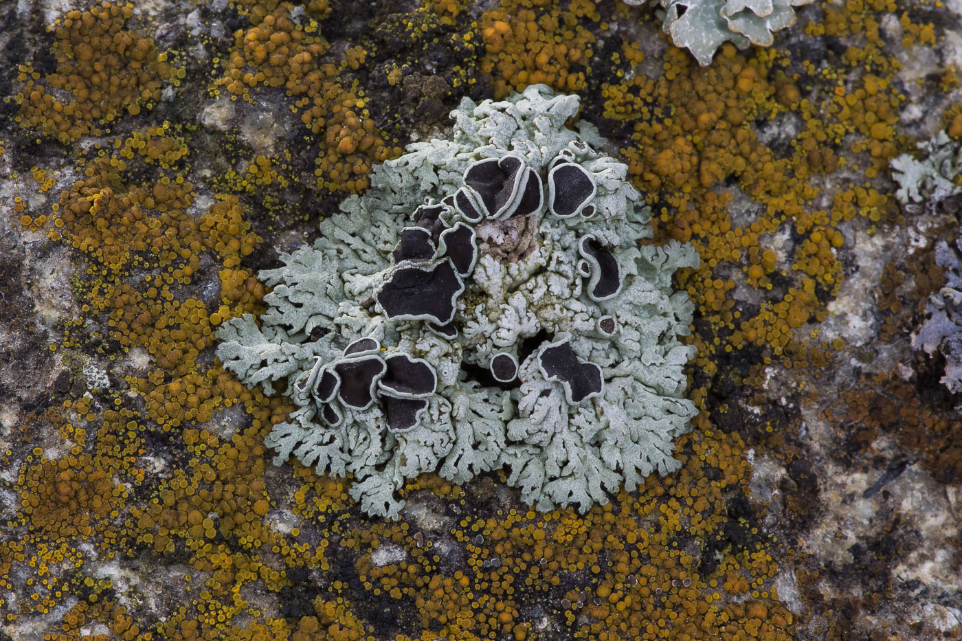 Image of genus Physcia specimen.
