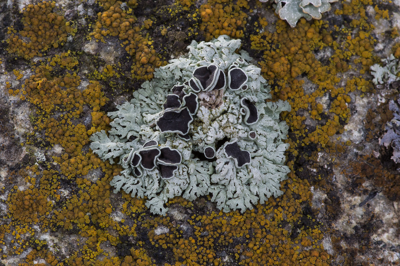 Image of genus Physcia specimen.