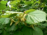 Corylus mandshurica. Соплодие и листья. Хабаровский край, 17 км Владивостокского шоссе, склон сопочки, широколиственный лес. 14.08.2011.