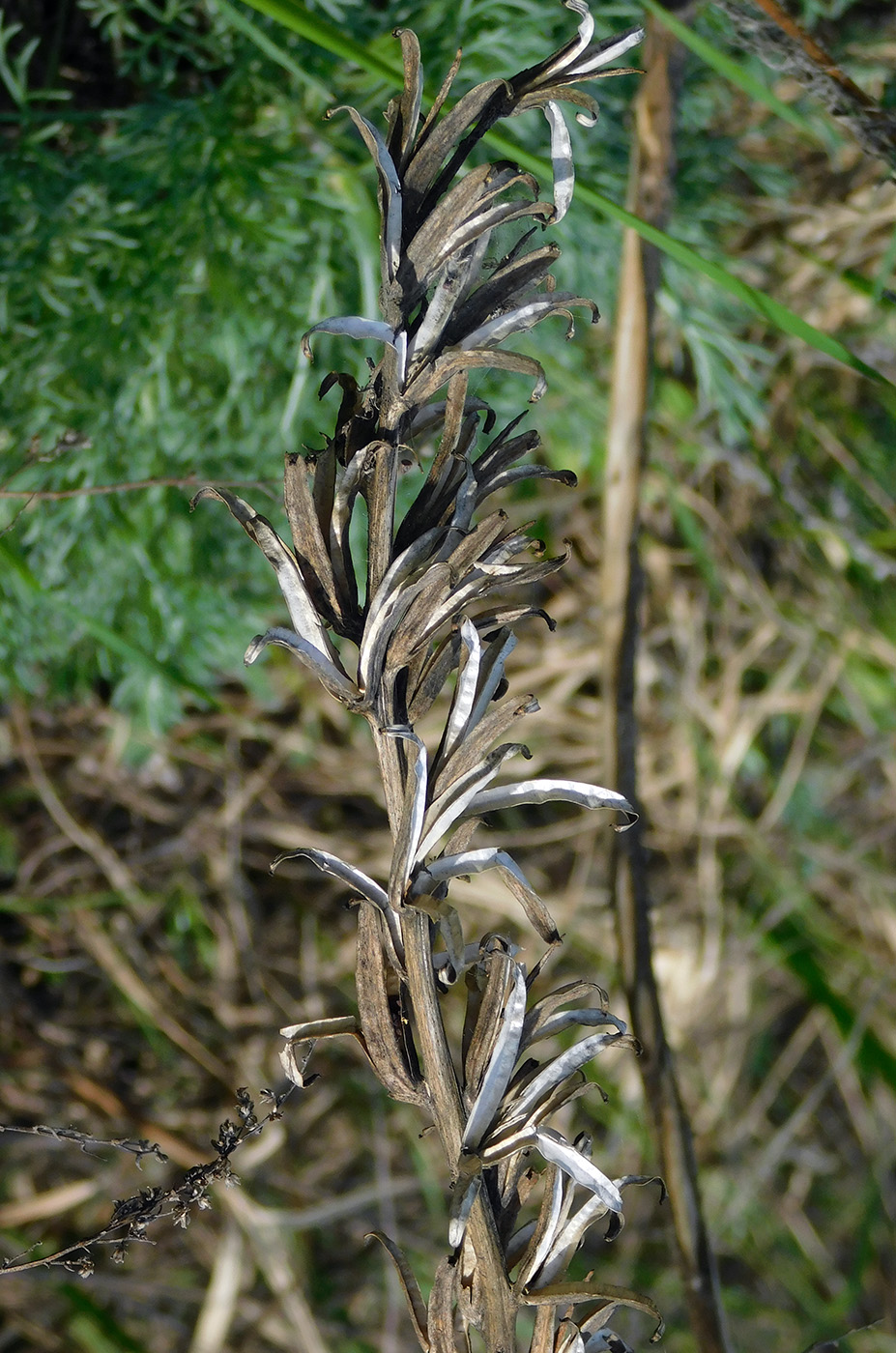 Изображение особи Oenothera biennis.