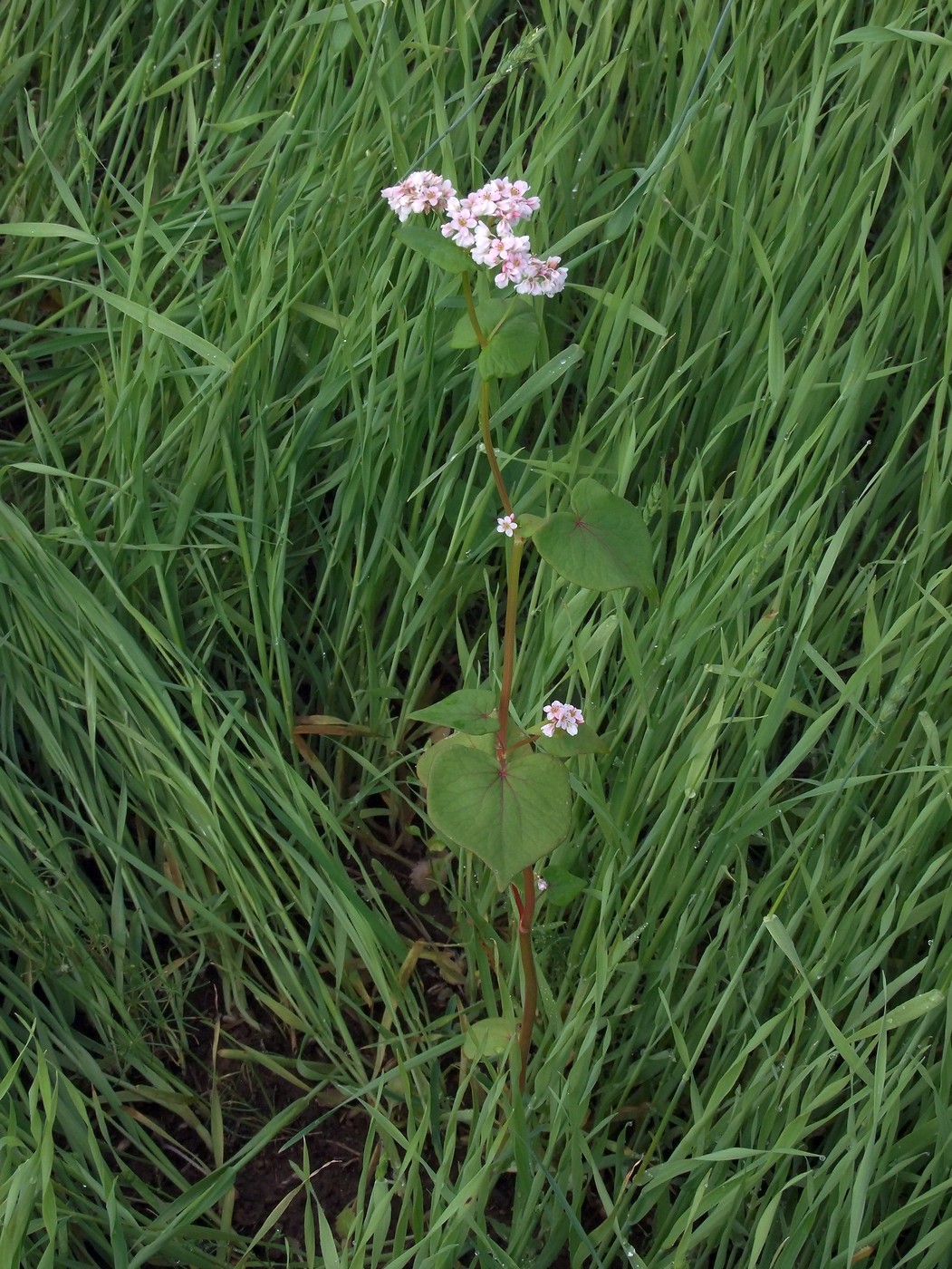 Изображение особи Fagopyrum esculentum.