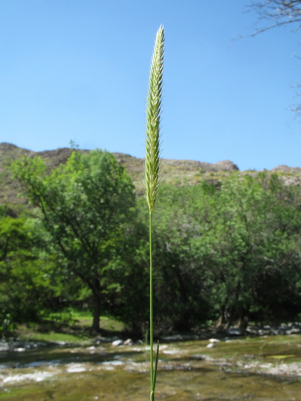 Изображение особи Hordeum bogdanii.