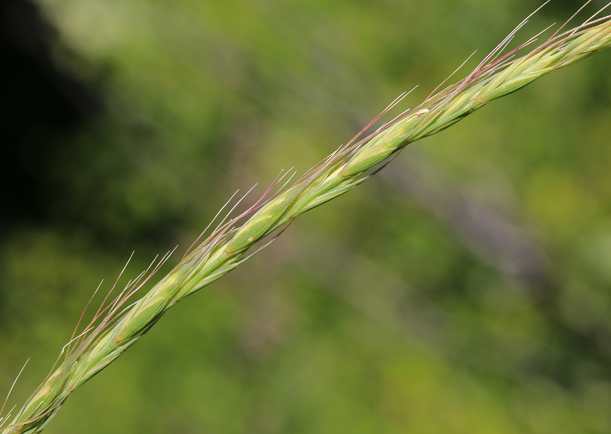 Изображение особи Elymus amurensis.