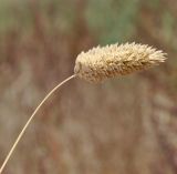 род Phalaris