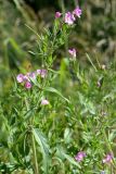 Epilobium hirsutum