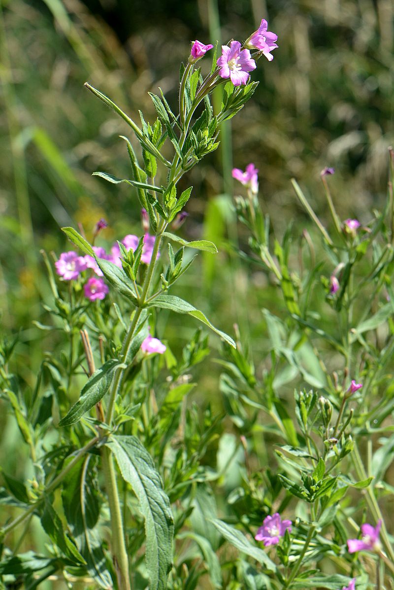 Изображение особи Epilobium hirsutum.