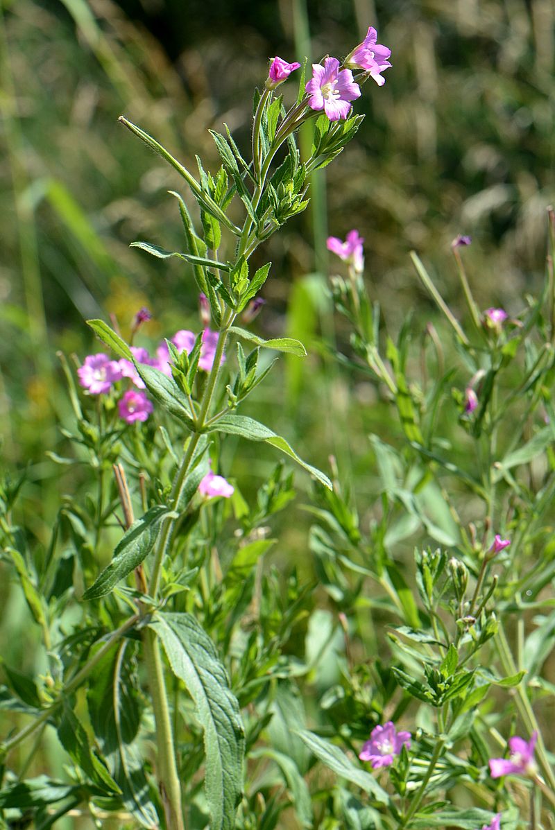 Image of Epilobium hirsutum specimen.