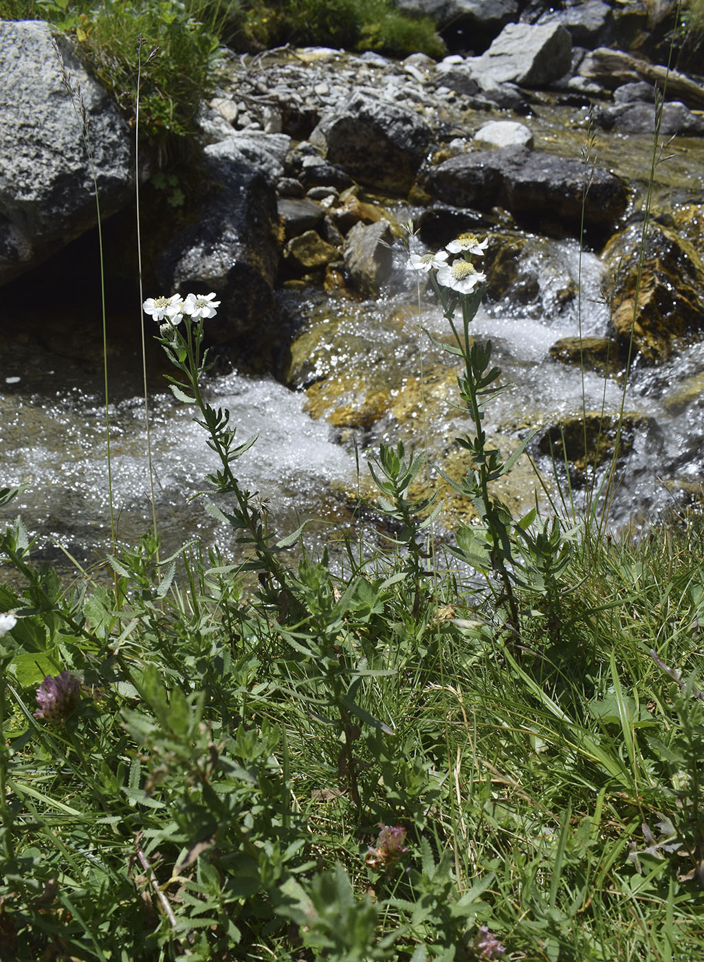 Image of Achillea pyrenaica specimen.