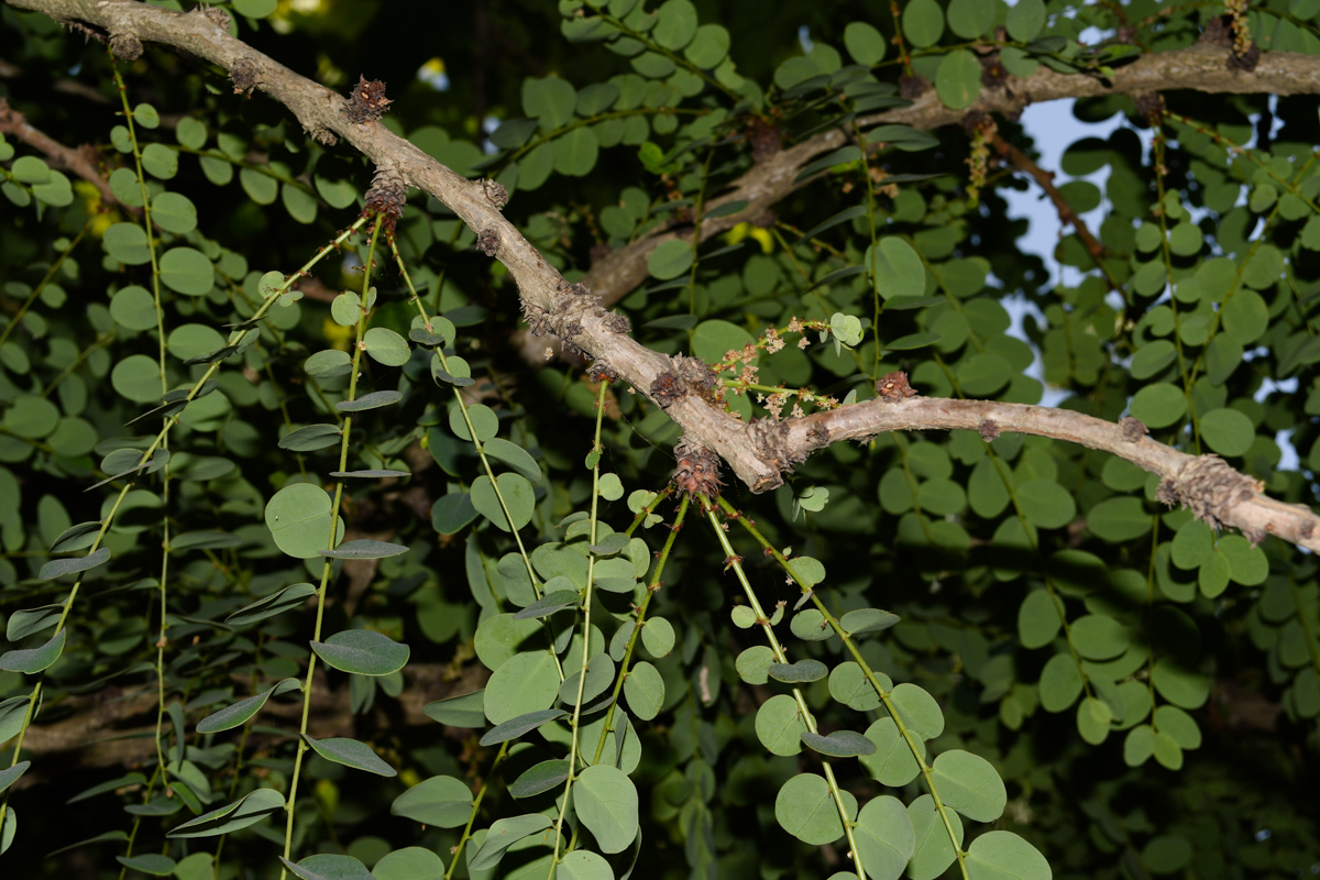 Изображение особи род Phyllanthus.