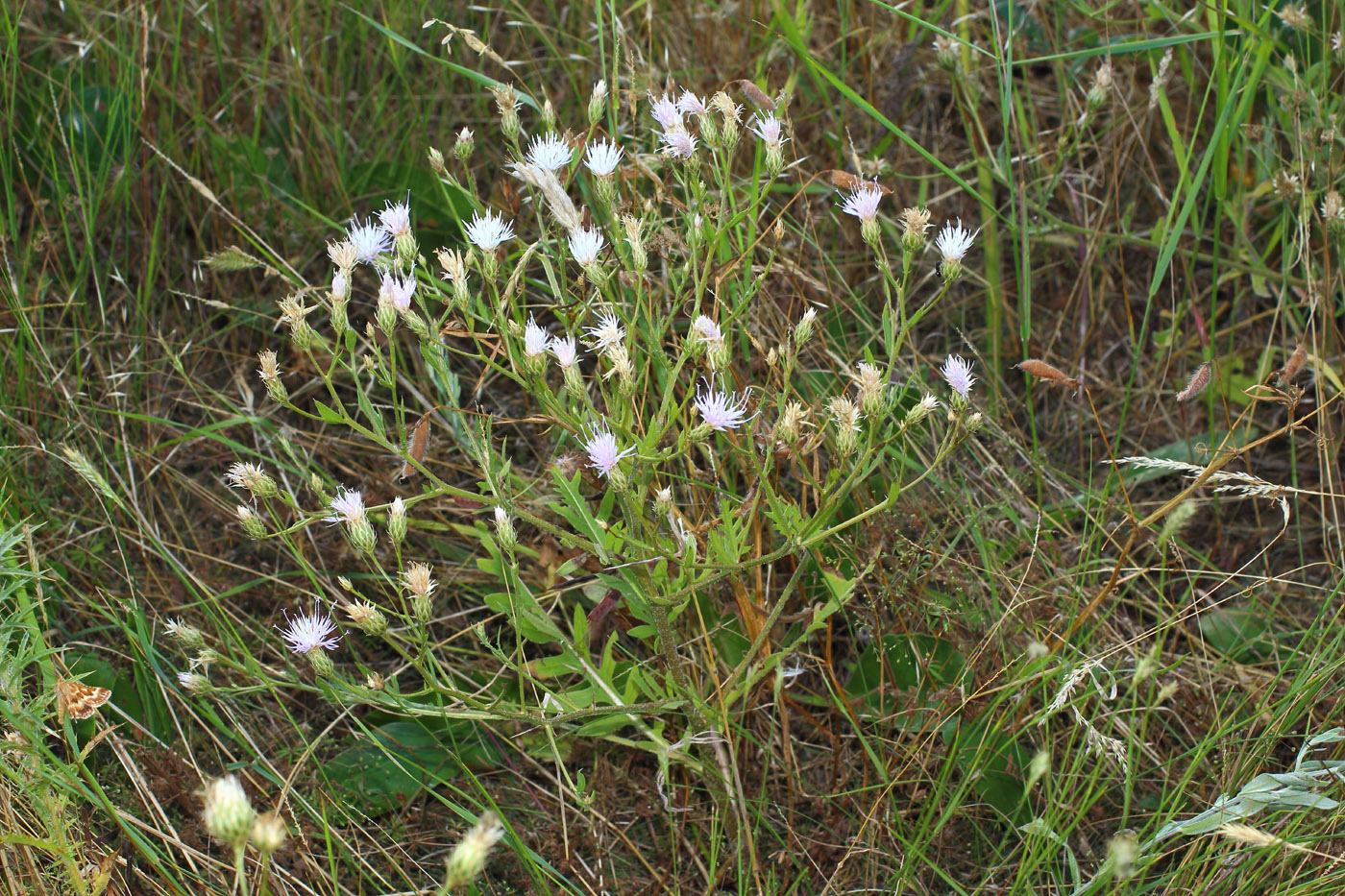 Изображение особи Klasea erucifolia.