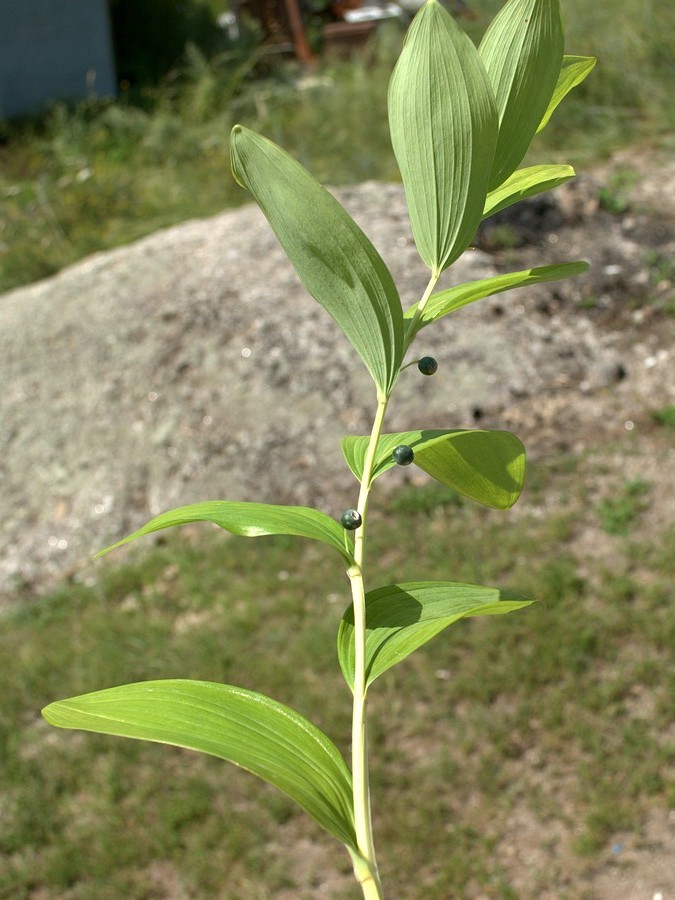 Image of Polygonatum odoratum specimen.