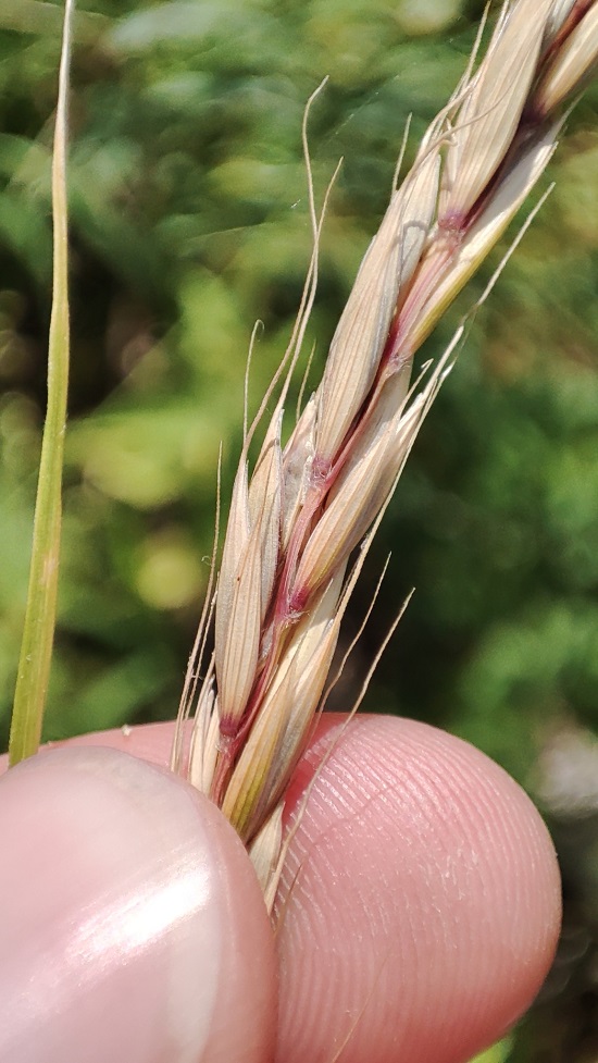 Image of Elymus caninus specimen.