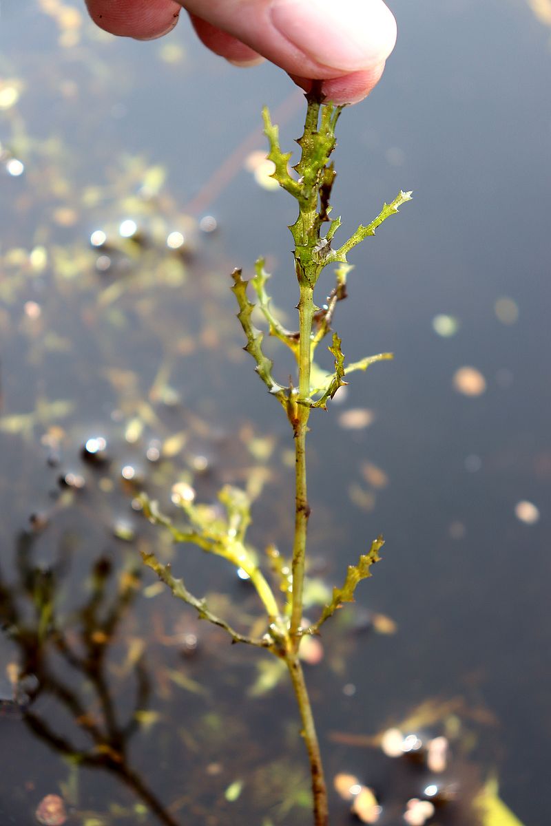 Image of Najas major specimen.