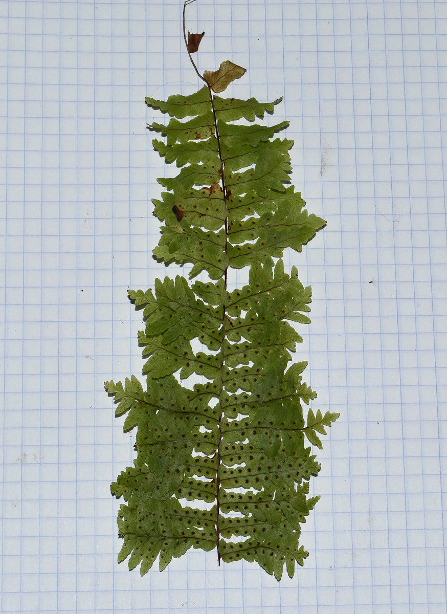 Image of Nephrolepis exaltata specimen.