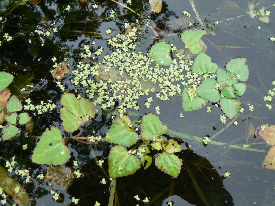 Изображение особи Trapella sinensis.