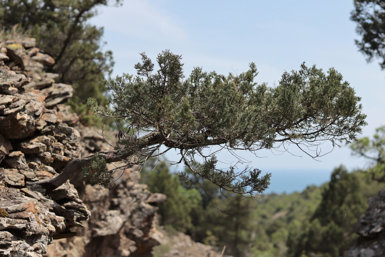 Image of Juniperus excelsa specimen.