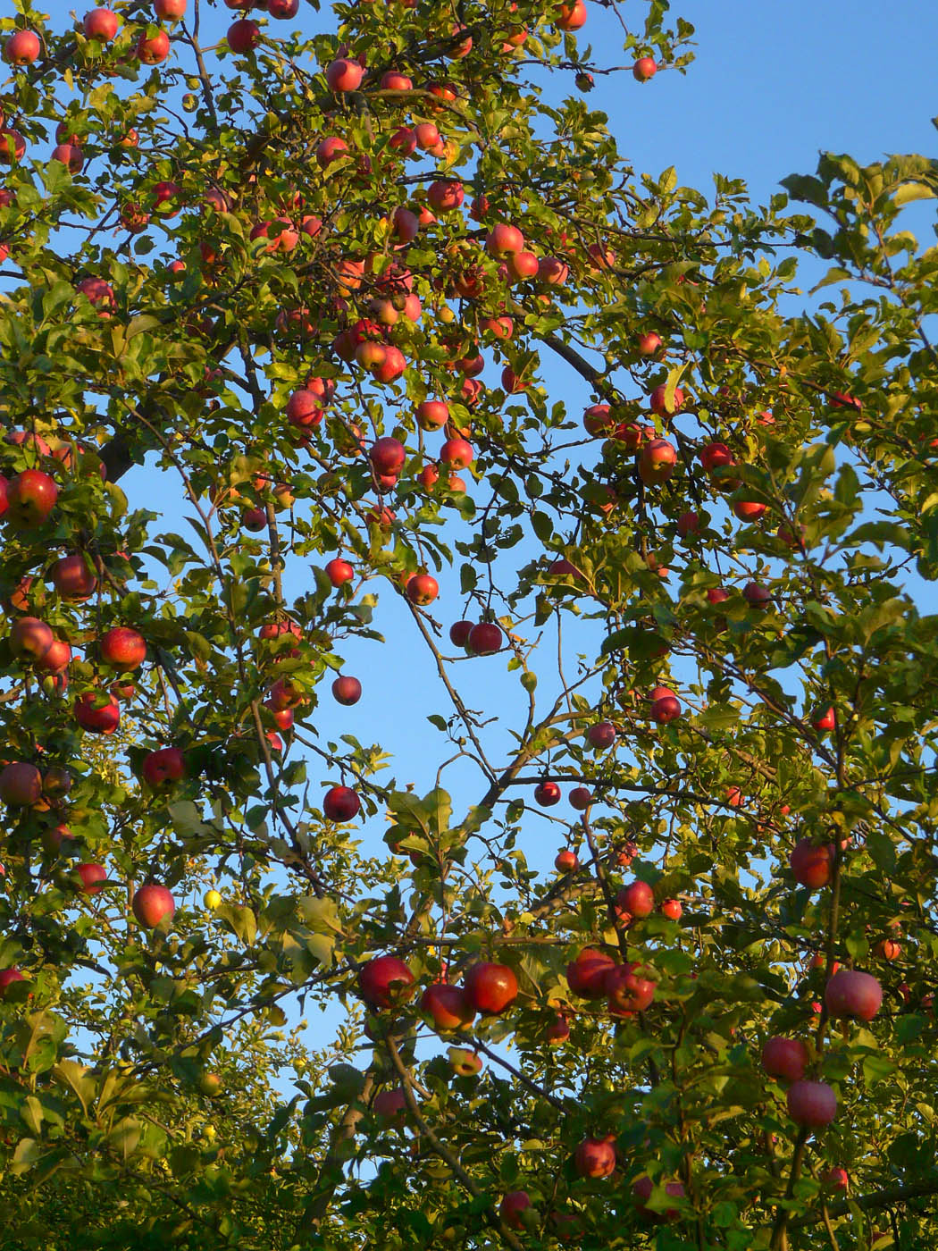 Изображение особи Malus domestica.