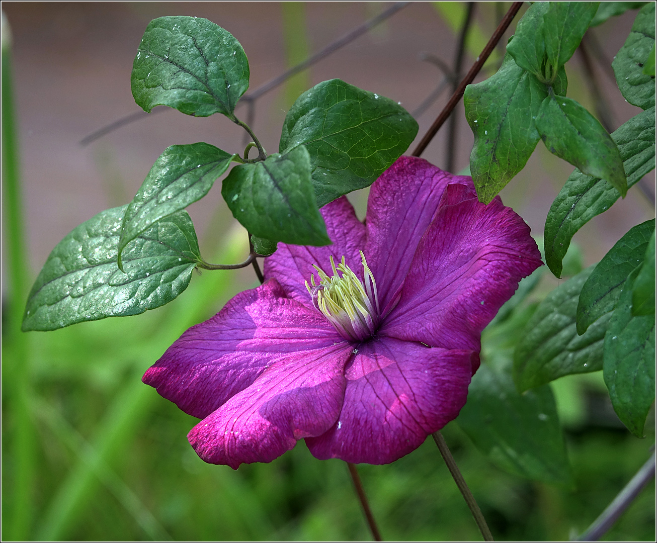 Image of Clematis &times; jackmanii specimen.