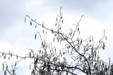 Alnus glutinosa