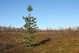 Pinus friesiana. Растение в ерниково-вороничной лесотундре. Мурманская обл., Кольский р-н, 17-й км Серебрянской дороги, окр. оз. Лапоть, плоская вершина небольшой сопки. 20.09.2021.