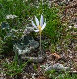 Crocus aleppicus