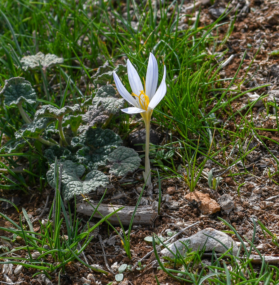 Изображение особи Crocus aleppicus.