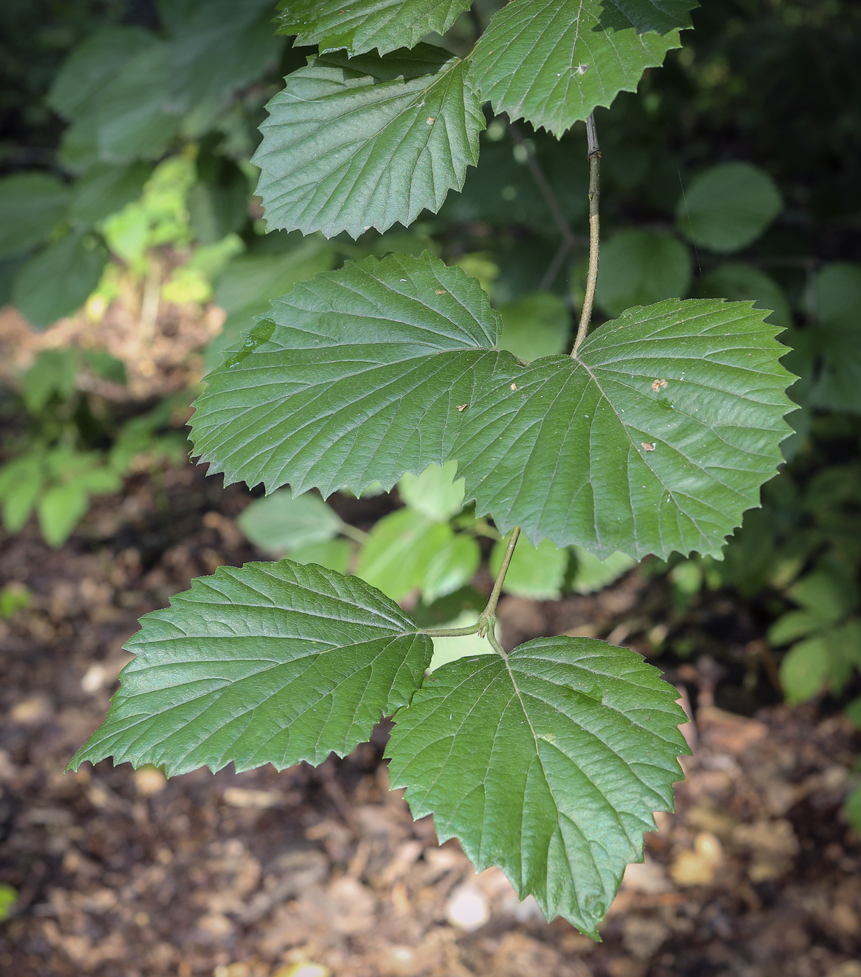 Image of Viburnum setigerum specimen.