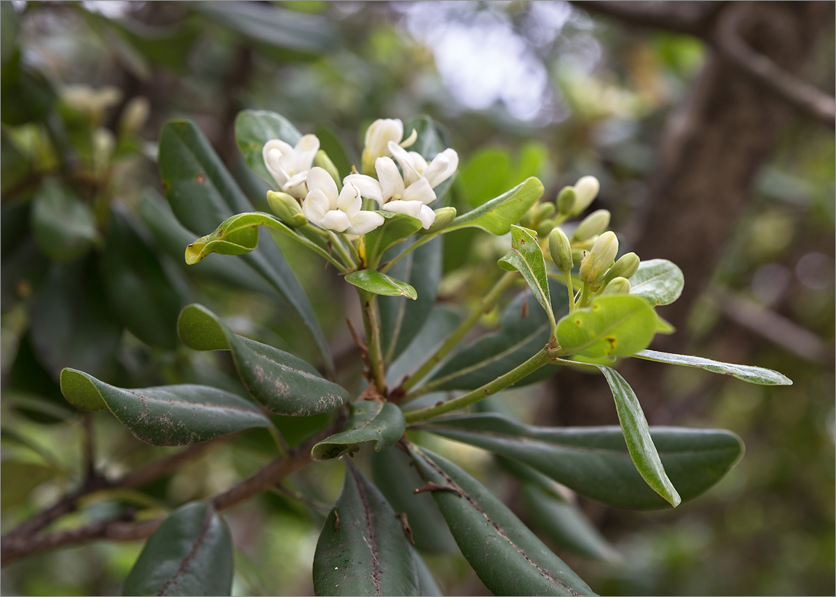 Image of Pittosporum tobira specimen.