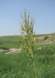 Sorghum bicolor. Соцветие. Северная Осетия, Кировский р-н, окр. с. Карджин, свалка в степи. 09.08.2021.