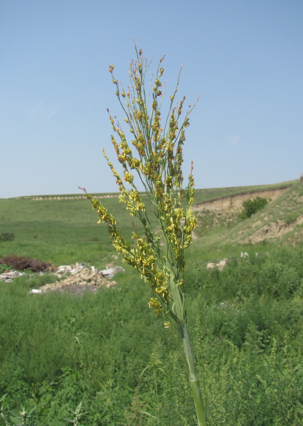 Image of Sorghum bicolor specimen.