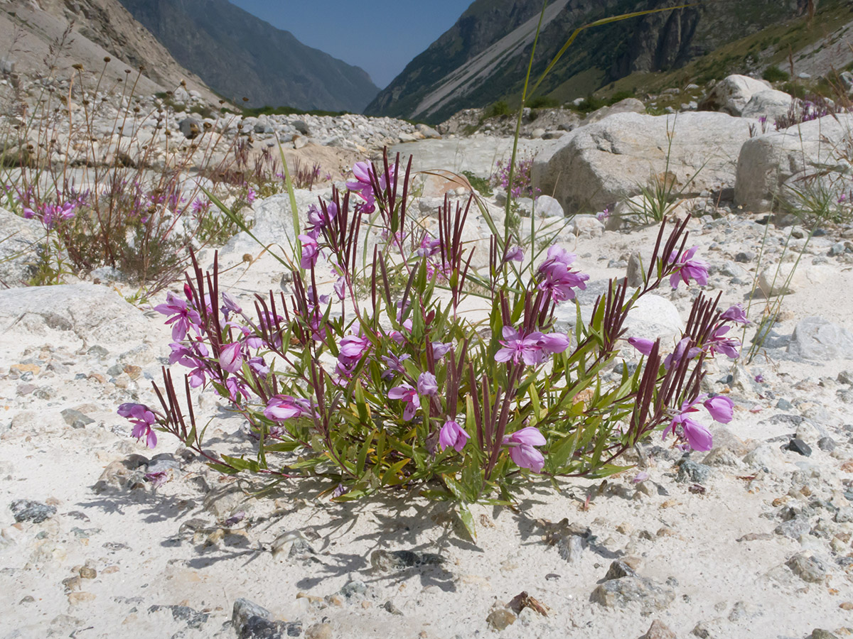 Image of Chamaenerion colchicum specimen.