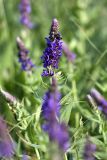 Salvia deserta. Цветущее растение. Южный Казахстан, хр. Боролдайтау, ущ. Кокбулак. 07.06.2010.