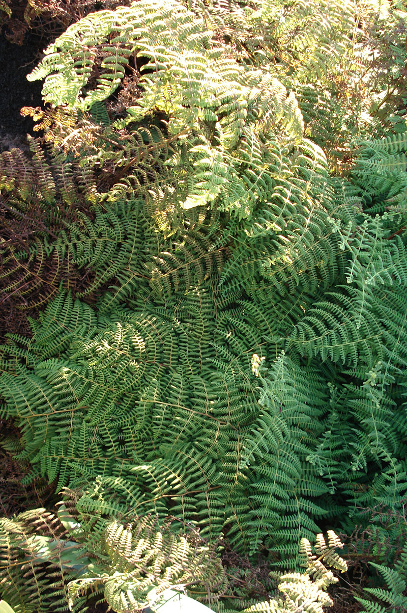 Image of class Polypodiopsida specimen.