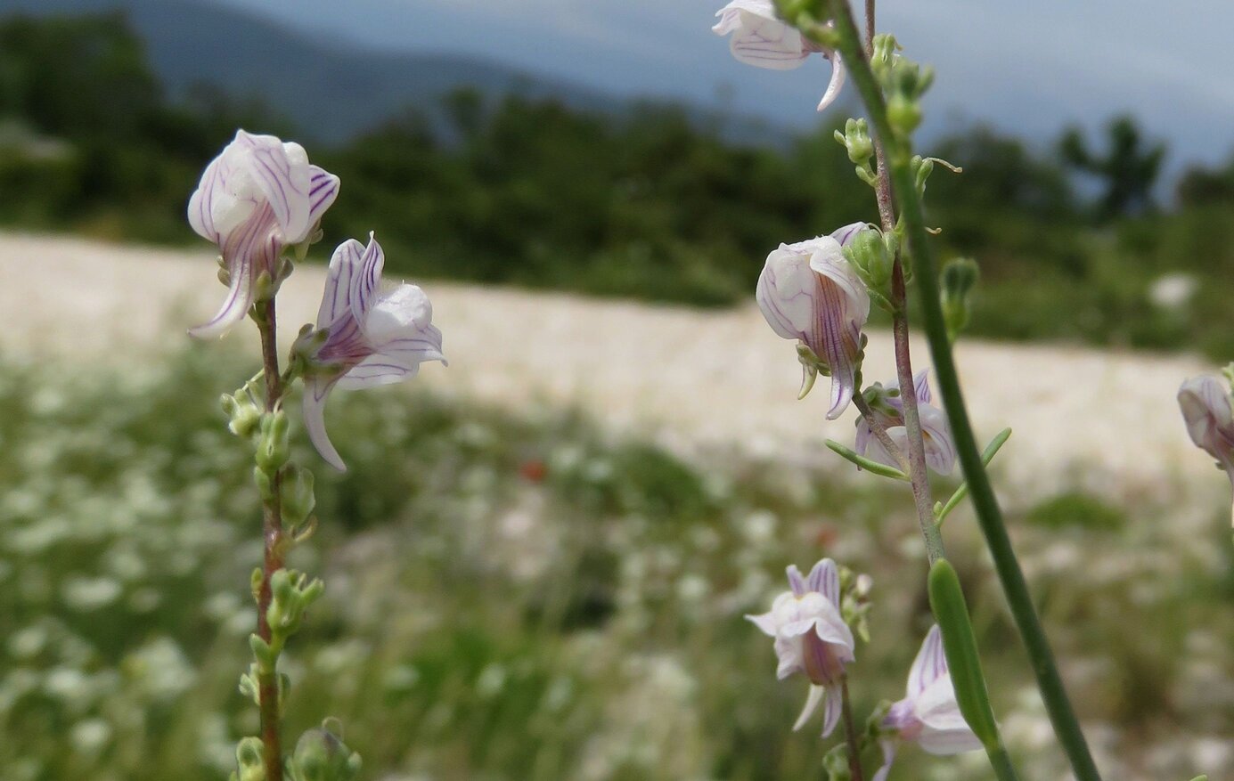 Изображение особи Linaria microsepala.