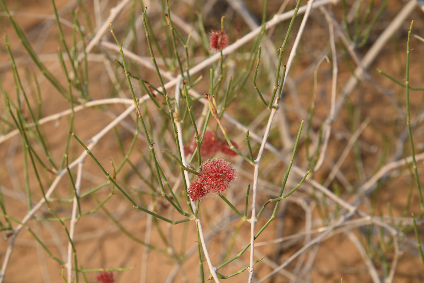 Image of genus Calligonum specimen.