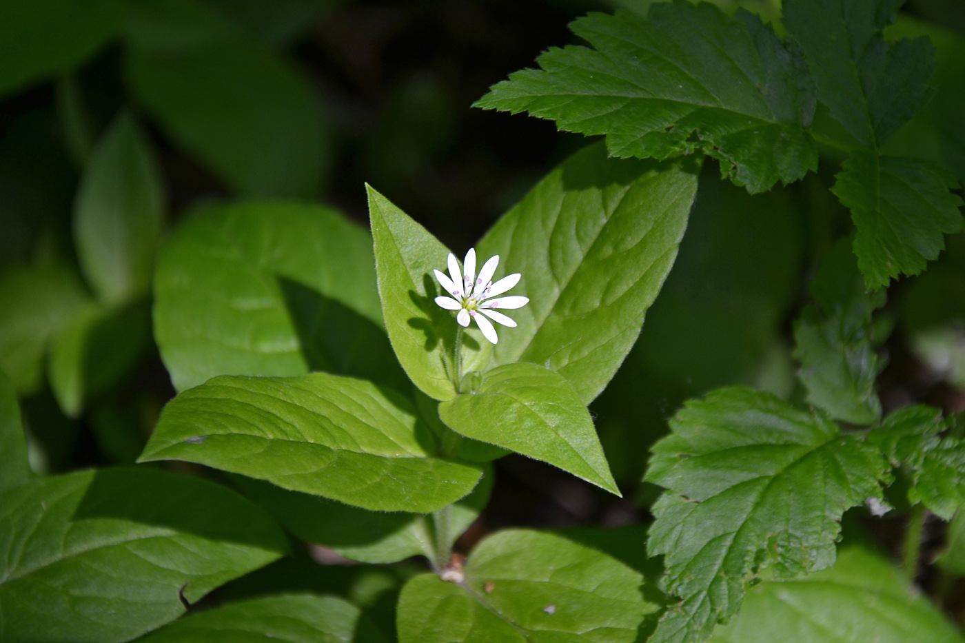 Image of Stellaria bungeana specimen.