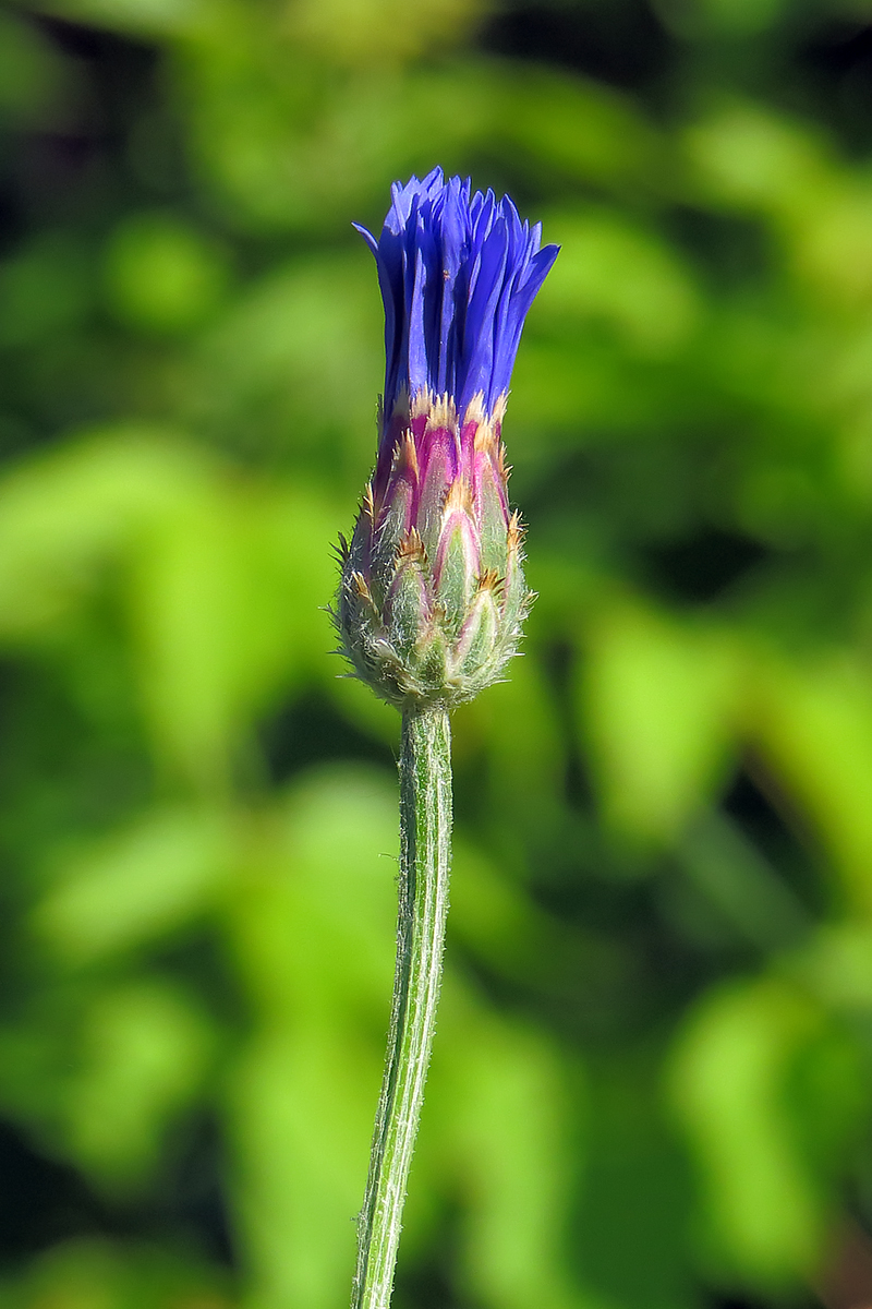 Изображение особи Centaurea cyanus.