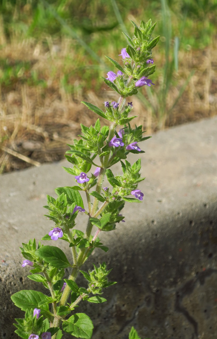 Изображение особи Ziziphora acinos.