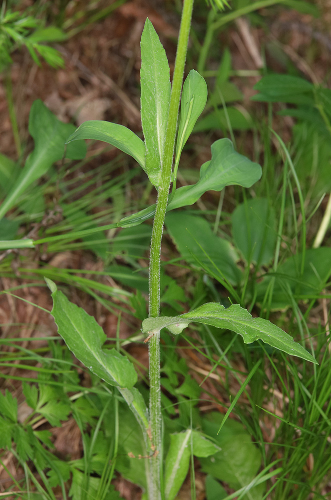 Изображение особи Tephroseris subfloccosa.