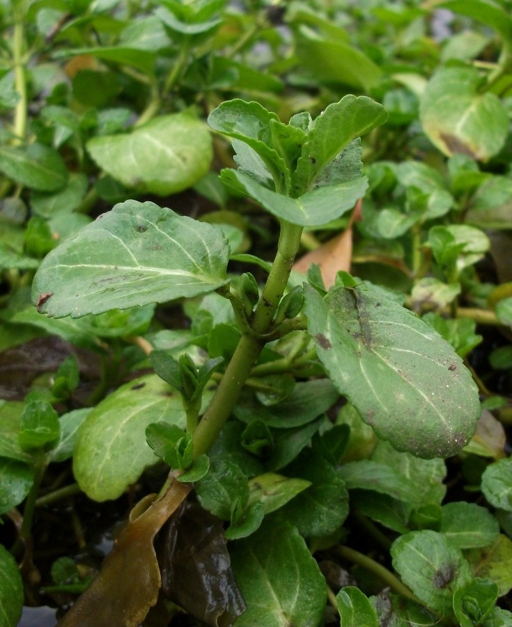Image of Veronica beccabunga specimen.