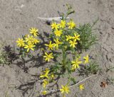 Senecio subdentatus