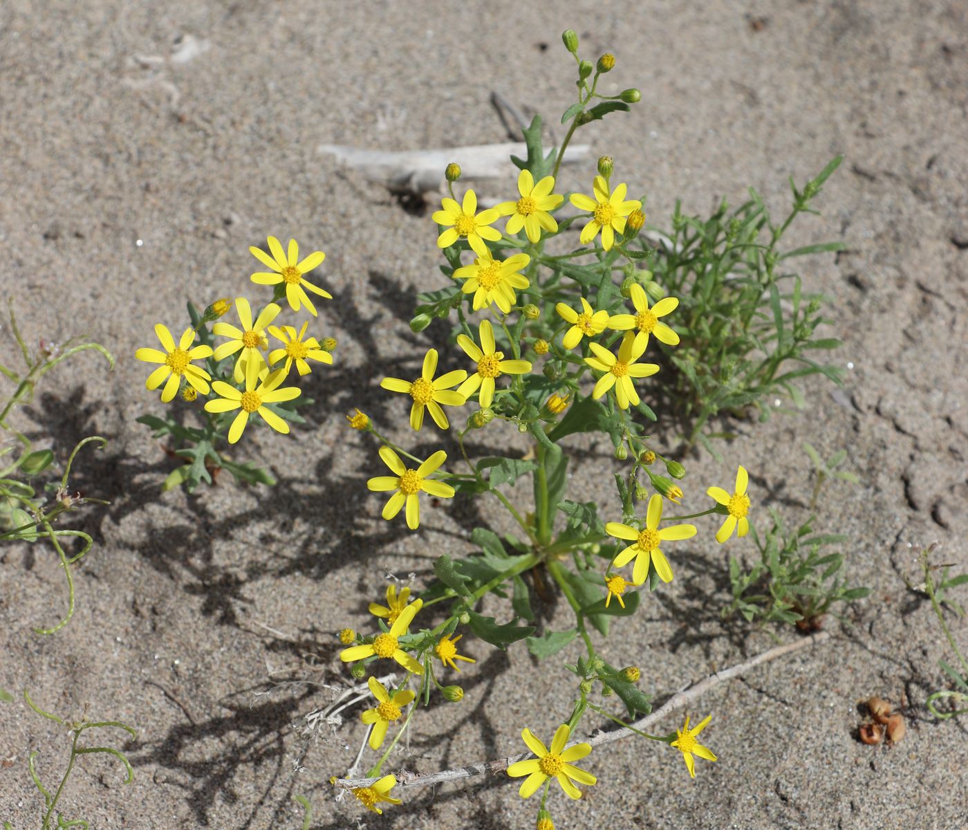 Изображение особи Senecio subdentatus.